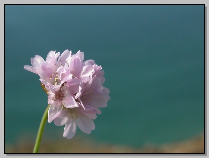 I fiori del granito